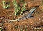 Agama modrá (Acanthocercus atricollis)