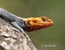 Agama osadná (Agama lionotus)