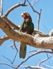 Amazoňan kubánský (Amazona leucocephala)