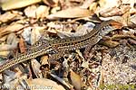 Ameiva (Ameiva bifrontata)