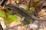 Ameiva středoamerická
