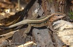 Ameiva středoamerická (Ameiva festiva)