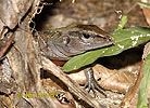 Ameiva středoamerická