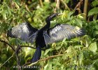 Anhinga americká (Anhinga anhinga)