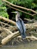 Anhinga americká