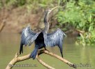 Anhinga americká