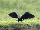 Anhinga americká