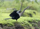 Anhinga americká