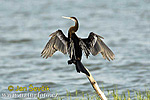 Anhinga indomalajská (Anhinga melanogaster)