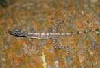 Anolis (Anolis argenteolus)