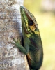 Anolis (Anolis baracoae)