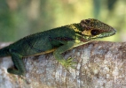 Anolis