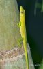 Anolis (Anolis chlorocyanus)