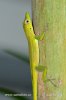 Anolis