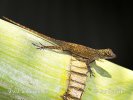 Anolis (Anolis distichus)