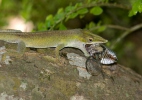 Anolis modrý