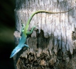 Anolis modrý