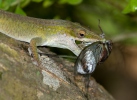 Anolis modrý (Anolis allisoni)