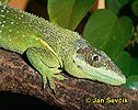 Anolis rytířský (Anolis equestris persparsus)