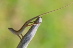 Anolis šedý