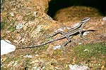 Anolis skalní (Anolis lucius)