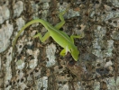 Anolis vepří