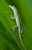 Anolis vepří (Anolis porcatus)