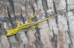 Anolis vepří