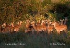 Antilopa impala