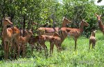 Antilopa Impala