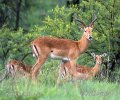 Antilopa Impala