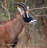 Antilopa koňská (Hippotragus equinus)