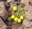 Asteriskus - Hvězdička (Asteriscus maritimus)