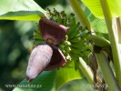 Banánovník (Musa sp.)