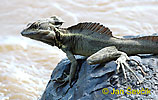 Bazilišek hřebenatý (Basiliscus basiliscus)