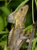 Bazilišek páskovaný (Basiliscus vittatus)