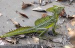 Bazilišek zelený (Basiliscus plumifrons)