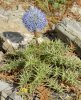 Bělotrn (Echinops sp.)