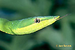 Bičovka zelená (Oxybelis fulgidus)