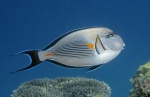 Bodlok (Acanthurus sohal)