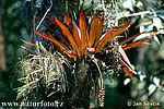 Bromelia (Bromelia sp.)