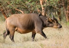 Buvol africký krátkorohý (Syncerus caffer brachyceros)