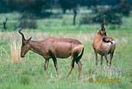 Byvolec lýrorohý (Alcelaphus buselaphus caama)