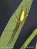 čelistnatka rákosní (Tetragnatha extensa)