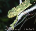 Chameleon obecný (Chamaeleo chamaeleon)