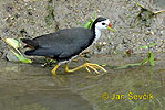 Chřástal běloprsý (Amaurornis phoenicurus)