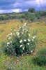 Cistus (Cistus ladanifer)