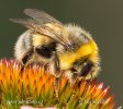 Čmelák (Bombus lucorum)