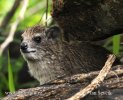 Daman stepní (Heterohyrax brucei)