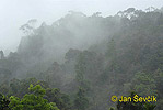 Deštný les Sinharaja (<em>CL</em>)